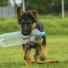 ペットボトルを運ぶ犬