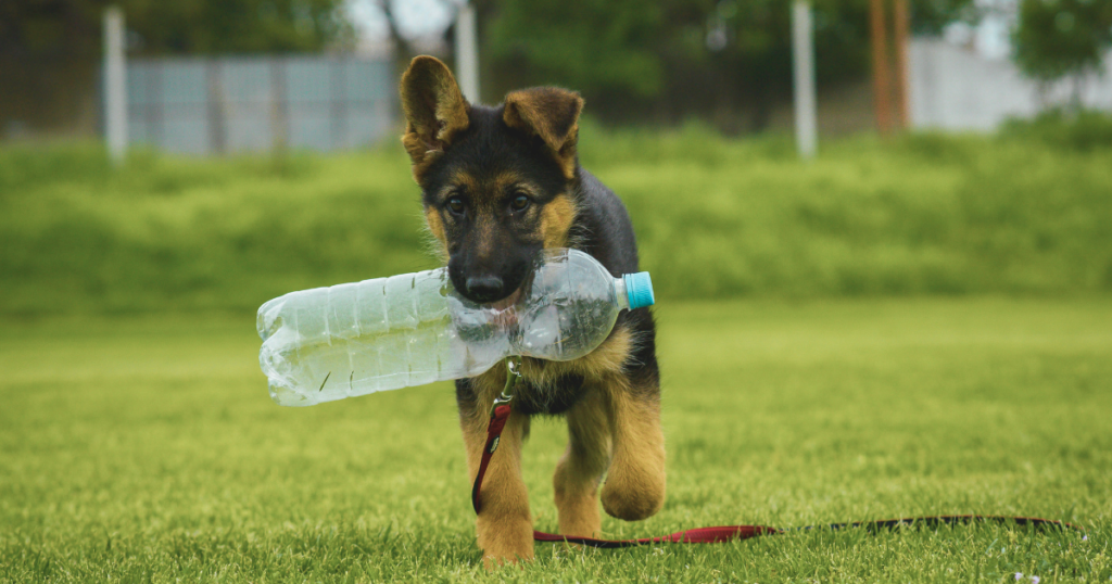 ペットボトルを運ぶ犬