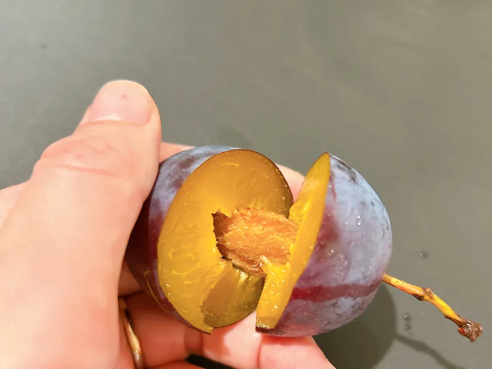 手で割った生プルーンの断面。黄色い果肉と種が見える